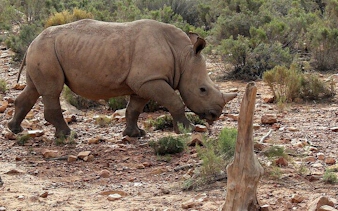 johannesburg'dan kruger ulusal parkı kara safari turu: gün batımı vahşi hayvan gözlem turu ve yemekler dahil-8
