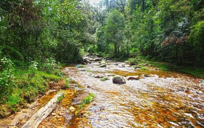 Stream flowing through lush forest in Sapa, Vietnam, part of the Sapa Private Car Tour.