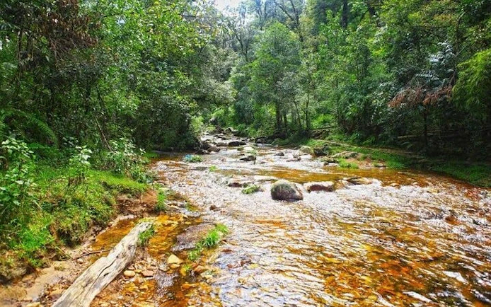 Stream flowing through lush forest in Sapa, Vietnam, part of the Sapa Private Car Tour.