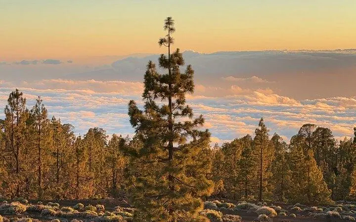 Teide National Park landscape with pine trees and clouds at sunset, Tenerife.