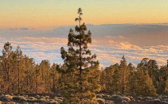 Teide National Park landscape with pine trees and clouds at sunset, Tenerife.