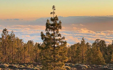 Teide National Park landscape with pine trees and clouds at sunset, Tenerife.