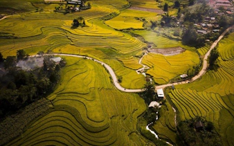 Terraced rice fields in Sapa, Vietnam, with a winding road leading through the landscape.