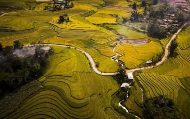 Terraced rice fields in Sapa, Vietnam, with a winding road leading through the landscape.