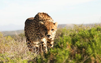 garden route safari and wildlife tour from cape town with oudtshoorn and mossel bay visits-2