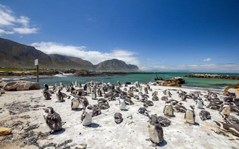 from cape town: shark cage diving and stony point penguins tour to gansbaai with transfers-2
