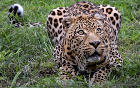Aquila Game Reserve Private Safari Tour with 4x4 Transfers from Cape Town