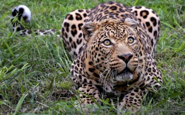 Aquila Game Reserve Private Safari Tour with 4x4 Transfers from Cape Town