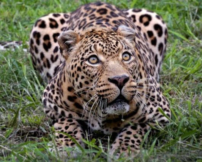 Aquila Game Reserve Private Safari Tour with 4x4 Transfers from Cape Town