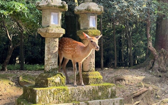 Deer standing between stone lanterns in Nara's Deer Park, Japan.