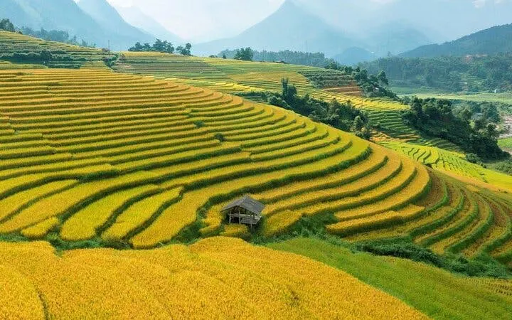 Terraced rice fields in Sapa, Vietnam, with a small hut, part of the motorbike tour route.
