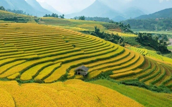 Terraced rice fields in Sapa, Vietnam, with a small hut, part of the motorbike tour route.