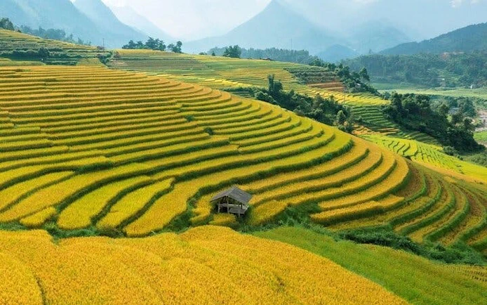 Terraced rice fields in Sapa, Vietnam, with a small hut, part of the motorbike tour route.