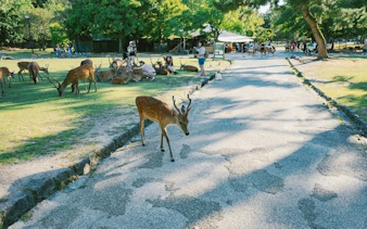 Deer roaming freely in Nara Park, Japan, with tourists in the background.