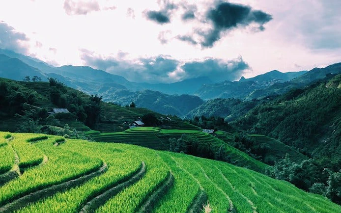 Terraced rice fields in Sapa with mountains in the background, Vietnam.