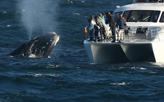 private hermanus whale watching boat tour and hemel-en-aarde wine tasting day trip from cape town-7