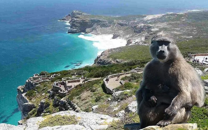 cape town: scenic helicopter flight and private cape peninsula tour with wine tasting and lunch-9