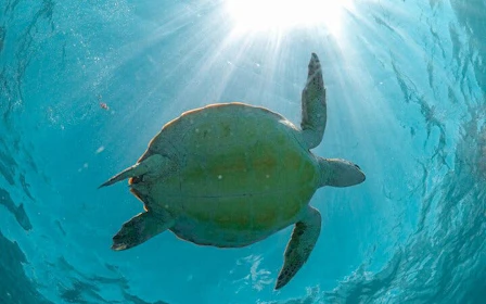 Cenote Cave Swim and Akumal Sea Turtle Snorkeling Small-Group Tour with Aquatic Guide