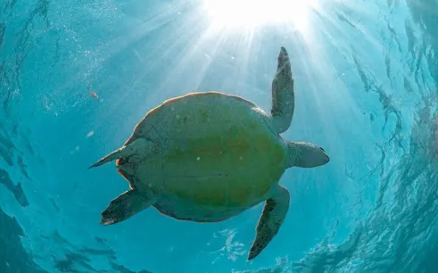 Sea turtle swimming underwater in Akumal during a guided snorkeling tour.