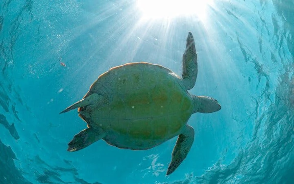 Cenote Cave Swim and Akumal Sea Turtle Snorkeling Small-Group Tour with Aquatic Guide