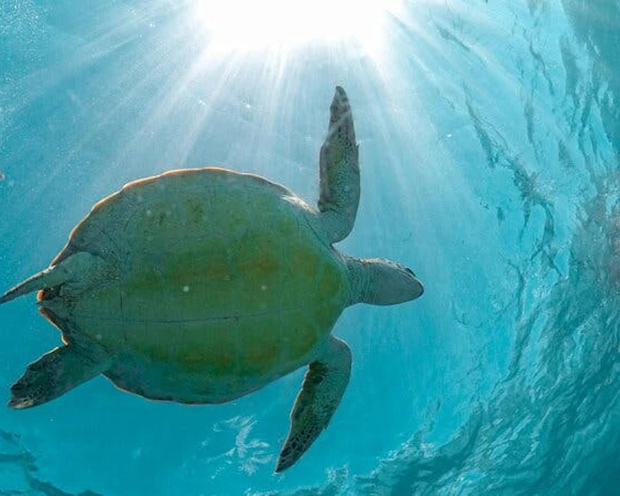 Cenote Cave Swim and Akumal Sea Turtle Snorkeling Small-Group Tour with Aquatic Guide (Product 52468)