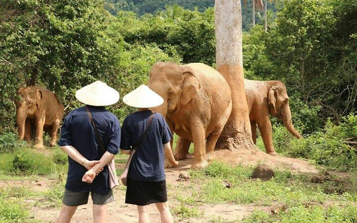 Visitors observing elephants at Samui Elephant Conservation, Koh Samui.