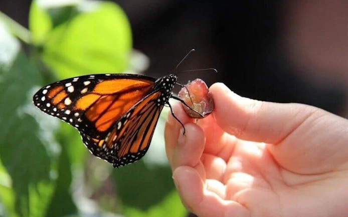 Butterfly feeding on a person's hand at Butterfly World Antalya.