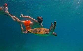Snorkelers swimming with a sea turtle in Fujairah waters.