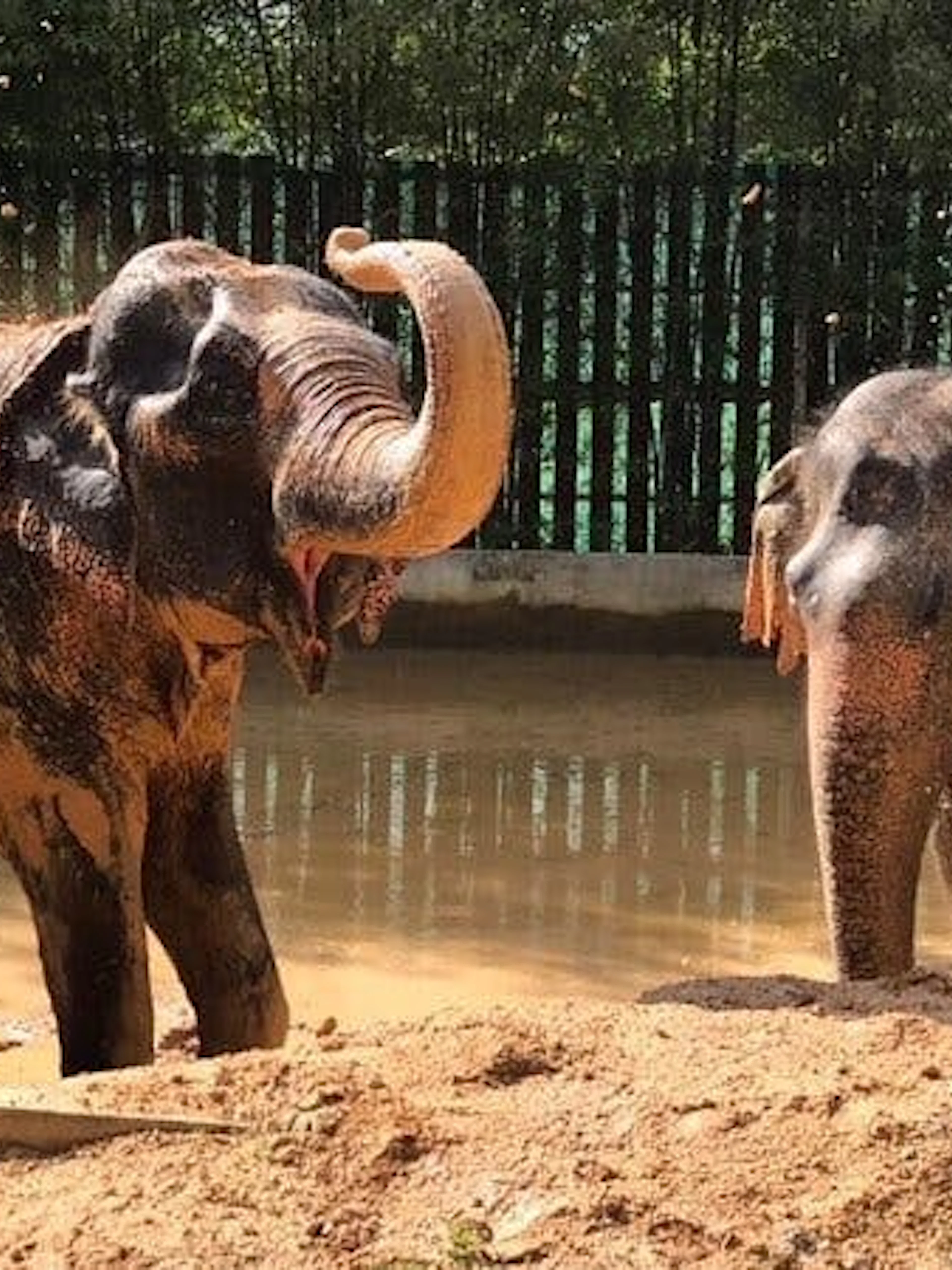 Elephants enjoying a mud bath at Elephant Home Sanctuary in Samui.