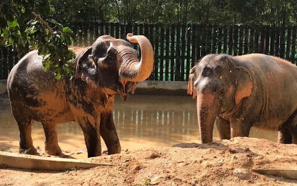 Koh Samui: Ethical Elephant Sanctuary Half-Day Tour with Elephant Feeding, Lunch & Transfers