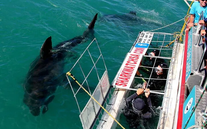 fra cape town: haidykking i bur og pingvintur til stony point i gansbaai, inkludert transport-6