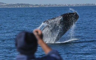 private hermanus whale watching boat tour and hemel-en-aarde wine tasting day trip from cape town-2