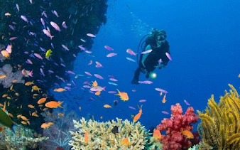 Scuba diver exploring vibrant coral reef with colorful fish in Hurghada.