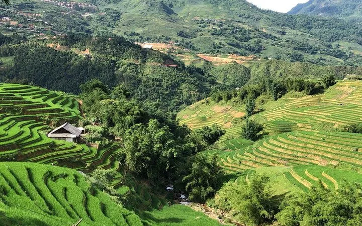 Rice terraces and a small hut in Sapa, Vietnam, surrounded by lush green hills.