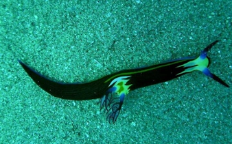 Sea slug on sandy seabed during 3 Pools Dahab trip, Sharm El Sheikh.