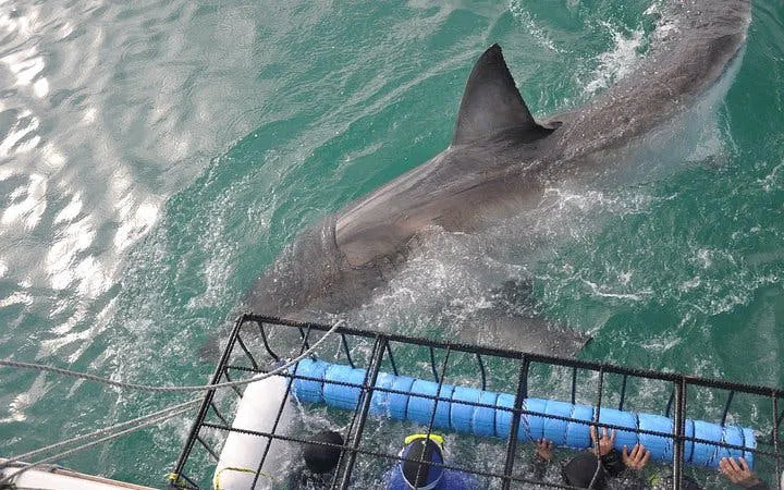 fra cape town: privat båttur med haidykking i bur til gansbaai, inkludert hotelltransport-7