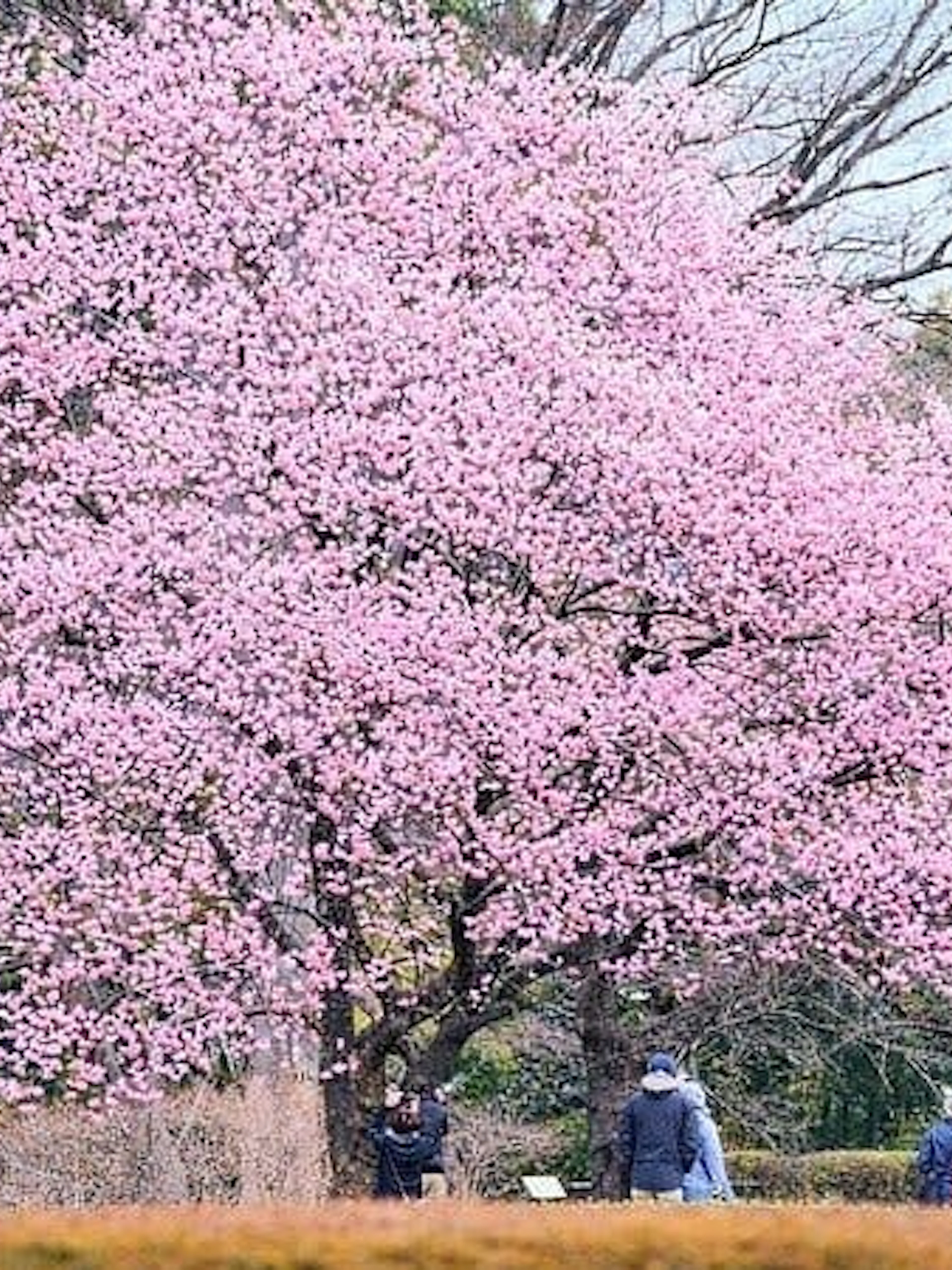 Walking tour group under cherry blossoms near Tokyo Imperial Palace.