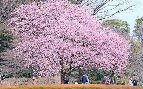 Walking tour group under cherry blossoms near Tokyo Imperial Palace.