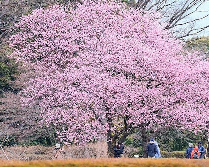Tokyo Castle and Imperial Palace Guided Walking Tour