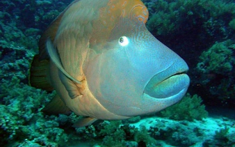 şarm el şeyh’ten kalkışlı, deve binme turu ve barbekü öğle yemeği dahil blue hole, canyon salama ve dahab rehberli günübirlik tur-4