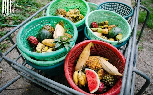 Baskets of fruit for feeding elephants at Hua Hin Wildlife Rescue Centre.