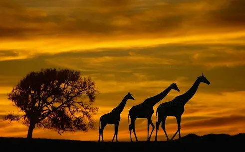 Giraffes walking at sunset in Chobe National Park during a safari from Livingstone, Kasane.