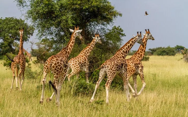 da città del capo: safari nella riserva naturale di aquila con trasferimento, tassa d’ingresso e pranzo inclusi-6
