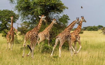 from cape town: aquila game reserve safari with transport, park fees, and lunch-6