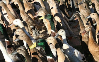cape town private family tour with wine tasting and animal encounters-2