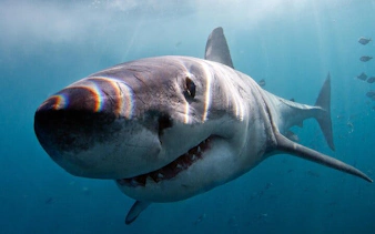 from cape town: gansbaai shark cage diving and stony point penguin colony tour-1