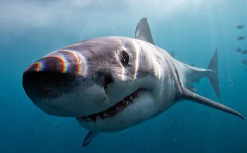 à partir du cap : plongée en cage avec les requins à gansbaai et visite de la colonie de manchots de stony point-1