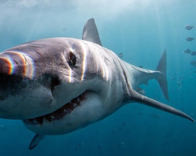 From Cape Town: Gansbaai Shark Cage Diving and Stony Point Penguin Colony Tour