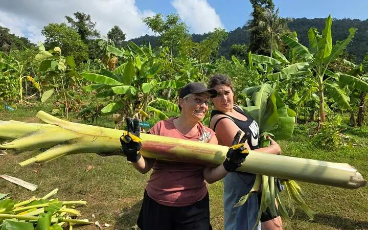 Two people carrying banana stalks at Samui Elephant Conservation, Koh Samui.