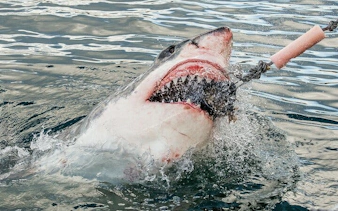 from cape town: shark cage diving and stony point penguins tour to gansbaai with transfers-8